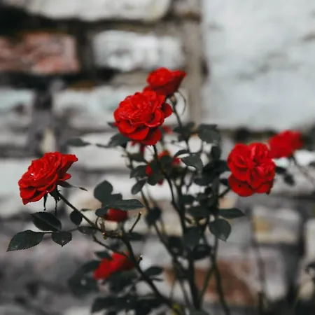 Aenao アパート ネオコリ