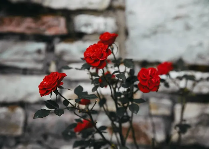 Aenao Apartman Neohóri